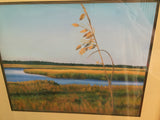 "Sea Oats" oil pastels on board - framed - by Nancy Carter