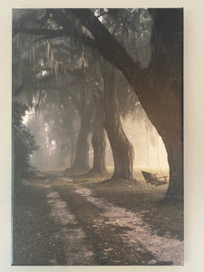 Swing with Oak and road